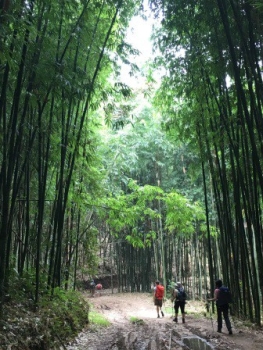 vietnam walden bambù 02